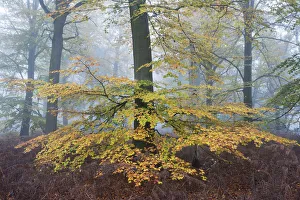 Beech woodland (Fagus sylvatica) Peerdsbos, Brasschaat, Belgium, November Beech woodland (Fagus sylvatica) Peerdsbos, Brasschaat, Belgium, November