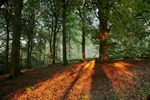 Beech Woodland {Fagus sylvatica} at sunrise, late summer, Mendip Hills AONB, Somerset Beech Woodland {Fagus sylvatica} at sunrise, late summer, Mendip Hills AONB, Somerset