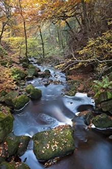 Beech woodland surrounding Burbage Brook. Padley Gorge, Peak District National Park, UK Beech woodland surrounding Burbage Brook. Padley Gorge, Peak District National Park, UK