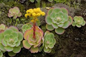 Bejeque (Aeonium / Greenovia diplocyla) in flower, La Palma, Canary Islands, Spain Bejeque (Aeonium / Greenovia diplocyla) in flower, La Palma, Canary Islands, Spain