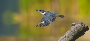 Belted kingfisher (Ceryle alcyon) female taking flight from perch, Lansing, New York, USA Belted kingfisher (Ceryle alcyon) female taking flight from perch, Lansing, New York, USA