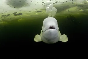 Beluga whale (Delphinapterus leucas) swimming under ice and exhaling air, with scuba Beluga whale (Delphinapterus leucas) swimming under ice and exhaling air, with scuba