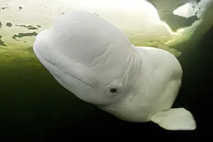 Beluga whale (Delphinapterus leucas) swimming under ice, Arctic circle Dive Center Beluga whale (Delphinapterus leucas) swimming under ice, Arctic circle Dive Center