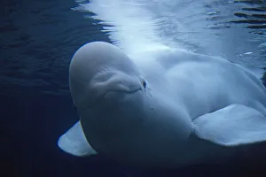Beluga / White Whale (Delphinapterus leucas) near sea surface. Canadian Arctic, summer Beluga / White Whale (Delphinapterus leucas) near sea surface. Canadian Arctic, summer