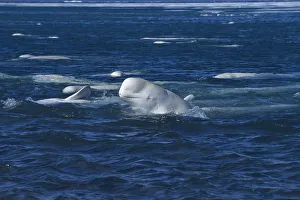 Beluga / White whale at sea surface {Delphinapterus leucas} arctic Canada Beluga / White whale at sea surface {Delphinapterus leucas} arctic Canada