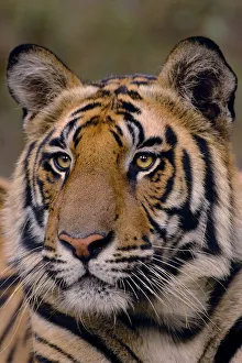 Bengal tiger (Panthera tigris tigris) portrait of a 19-month male. Bandhavgarh National Park Bengal tiger (Panthera tigris tigris) portrait of a 19-month male. Bandhavgarh National Park