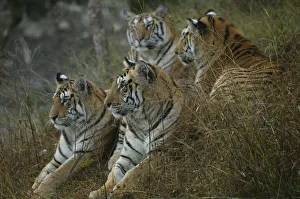 Bengal Tiger (Panthera tigris tigris) family, Pench National Park, Madhya Pradesh Bengal Tiger (Panthera tigris tigris) family, Pench National Park, Madhya Pradesh