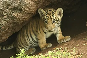 Bengal Tiger (Panthera tigris tigris) young cub, Pench National Park, Madhya Pradesh Bengal Tiger (Panthera tigris tigris) young cub, Pench National Park, Madhya Pradesh