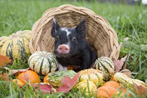 Berkshire piglet in a basket among squashes in early autumn; Rhode Island, USA. October Berkshire piglet in a basket among squashes in early autumn; Rhode Island, USA. October