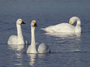 Bewick's swan (Cygnus columbianus bewickii) adults swimming on a marshland pool Bewick's swan (Cygnus columbianus bewickii) adults swimming on a marshland pool