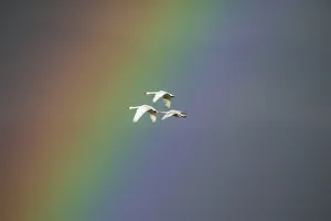 Bewick's swan (Cygnus columbianus) in flight with rainbow, Gloucestershire, England Bewick's swan (Cygnus columbianus) in flight with rainbow, Gloucestershire, England