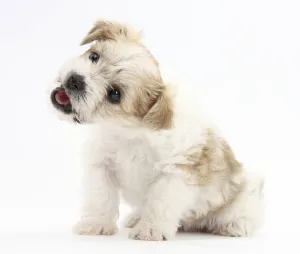 Bichon Frise cross Yorkshire Terrier puppy, 6 weeks Bichon Frise cross Yorkshire Terrier puppy, 6 weeks