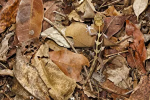 Big eyed / headed gecko {Paroedura pictus} camouflaged on forest floor. Dry deciduous forest Big eyed / headed gecko {Paroedura pictus} camouflaged on forest floor. Dry deciduous forest