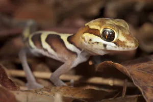 Big eyed / headed gecko {Paroedura pictus} on forest floor. Dry deciduous forest, Kirindy Forest Big eyed / headed gecko {Paroedura pictus} on forest floor. Dry deciduous forest, Kirindy Forest