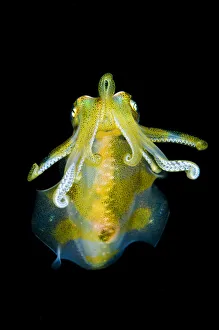 Big fin reef squid (Sepioteuthis lessoniana) descends from open water to the reef at night Big fin reef squid (Sepioteuthis lessoniana) descends from open water to the reef at night