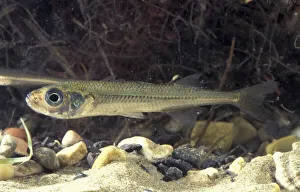 Big scale sand smelt {Atherina boyeri} captive Delta del Ebro NP, Spain Big scale sand smelt {Atherina boyeri} captive Delta del Ebro NP, Spain