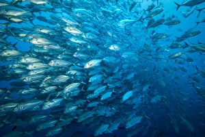 Bigeye trevally (Caranx sexfasciatus), a large shoal. Cocos Island National Park Bigeye trevally (Caranx sexfasciatus), a large shoal. Cocos Island National Park