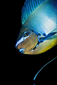Bignose unicornfish (Naso vlamingii) profile of male displaying (the blue stripe Bignose unicornfish (Naso vlamingii) profile of male displaying (the blue stripe