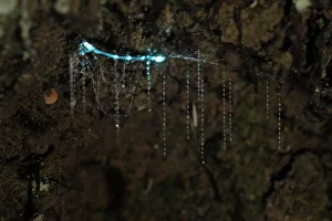 Bioluminescent Fungus gnat (Arachnocampa luminosa) larva attached to the cave roof Bioluminescent Fungus gnat (Arachnocampa luminosa) larva attached to the cave roof