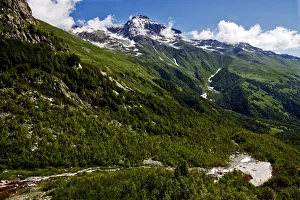Birch (Betula sp) forest and mountains with snow, Alibek vally near Dombay, Teberdinsky Birch (Betula sp) forest and mountains with snow, Alibek vally near Dombay, Teberdinsky