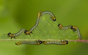 Birch Sawfly (Cimbex femoratus) feeding on a leaf. August, UK Birch Sawfly (Cimbex femoratus) feeding on a leaf. August, UK