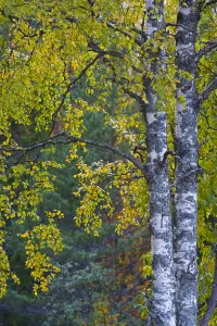 Birch tree in autumn, Taiga woodland, Laponia / Lappland , Finland Birch tree in autumn, Taiga woodland, Laponia / Lappland , Finland