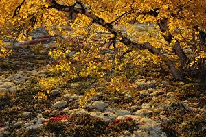 Birch tree (Betula sp) with orange leaves, Forollhogna National Park, Norway, September Birch tree (Betula sp) with orange leaves, Forollhogna National Park, Norway, September