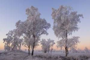 Birch trees and grass covered in heavy hoar frost, Groot Schietveld, Wuustwezel, Belgium Birch trees and grass covered in heavy hoar frost, Groot Schietveld, Wuustwezel, Belgium