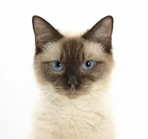 Birman cross cat with blue eyes, face portrait Birman cross cat with blue eyes, face portrait