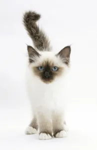 Birman kitten against white background Birman kitten against white background