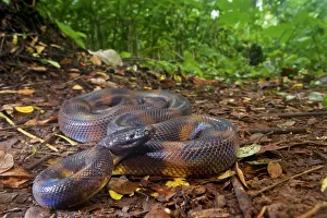 Bismarck Ringed python (Bothrochilus boa), Willaumez Peninsula, New Britain Bismarck Ringed python (Bothrochilus boa), Willaumez Peninsula, New Britain