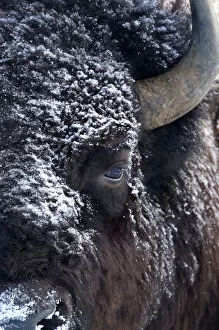 Images Dated 21st February 2016: Bison (Bison bison) close up head portrait with snow on fur, Yellowstone National Park
