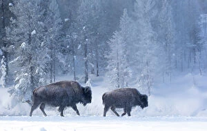Bison Collection: Bison (Bison bison) female with calf walking through snow in front of frost-covered forest
