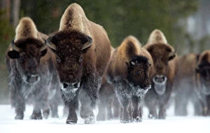 Bison Collection: Bison (Bison bison) herd walking in snow, Yellowstone National Park, Wyoming, USA