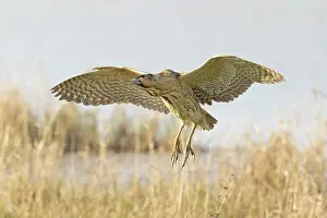 Botaurus Stellaris Images Prints: Bittern (Botaurus stellaris) coming into land, Cley, Norfolk, UK. April