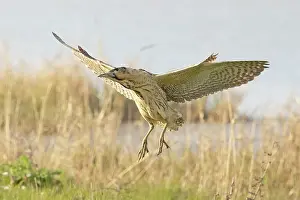 Great Britain Bird Species Prints: Bittern (Botaurus stellaris) coming into land, Cley, Norfolk, UK. April