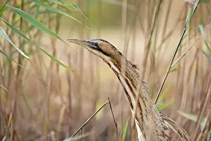 England Wildlife Photos Prints: Bittern (Botaurus stellaris) among reeds, head portrait, Suffolk, England, UK. November