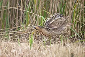 Bittern Bird Prints: Bittern (Botaurus stellaris) shaking its feathers among reedbed
