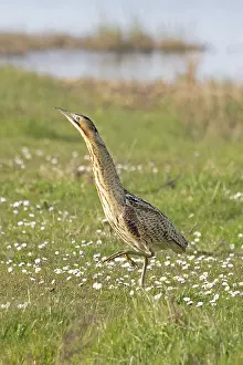 Bittern Bird Prints: Bittern (Botaurus stellaris) standing on grass, Cley, Norfolk, England, UK. April