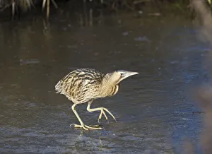 Bittern (Botaurus stellaris) walking on ice, Slimbridge WWT, Gloucestershire, England, UK, February Bittern (Botaurus stellaris) walking on ice, Slimbridge WWT, Gloucestershire, England, UK, February