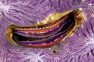 Bivalve scallop (Pedum spondyloideum) inside a coral covered with purple sponge, Maldives Bivalve scallop (Pedum spondyloideum) inside a coral covered with purple sponge, Maldives
