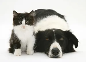Black-and-white Border Collie bitch lying chin on floor with black-and-white kitten Black-and-white Border Collie bitch lying chin on floor with black-and-white kitten