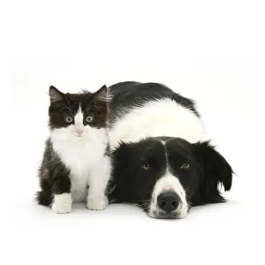 Black-and-white Border Collie bitch lying chin on floor with black-and-white kitten Black-and-white Border Collie bitch lying chin on floor with black-and-white kitten