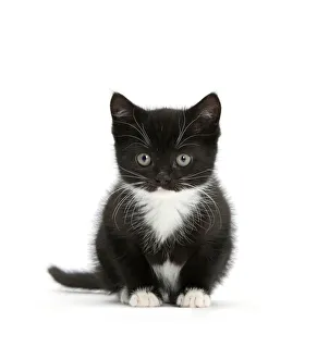 Black-and-white kitten sitting, against white background Black-and-white kitten sitting, against white background