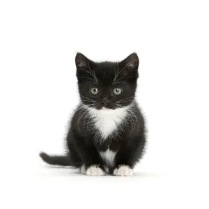 Black-and-white kitten sitting, against white background Black-and-white kitten sitting, against white background