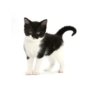 Black-and-white kitten standing, against white background DIGITALLY ENHANCED Black-and-white kitten standing, against white background DIGITALLY ENHANCED