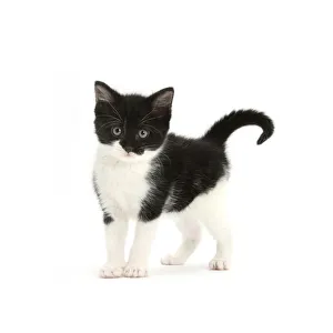 Black-and-white kitten standing, against white background DIGITALLY ENHANCED Black-and-white kitten standing, against white background DIGITALLY ENHANCED