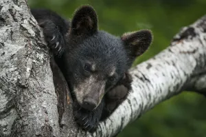 Black bear cub (Ursus americana) in tree. New Brunswick, Canada, July Black bear cub (Ursus americana) in tree. New Brunswick, Canada, July