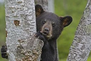 Black Bear (Ursus americanus), cub age 4 months, captive, USA Black Bear (Ursus americanus), cub age 4 months, captive, USA