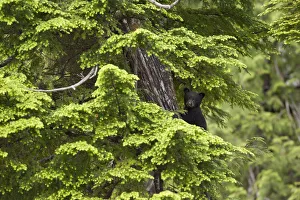 Black Bear (Ursus americanus) cub in tree branches Black Bear (Ursus americanus) cub in tree branches
